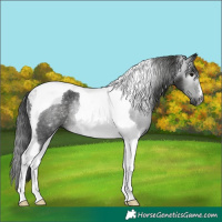 Horse Color:Gray Black Tobiano Rabicano