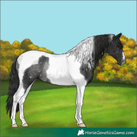 Horse Color:Gray Black Tobiano Rabicano 