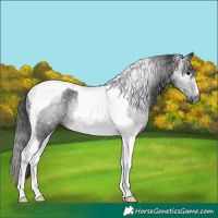 Horse Color:Gray Black Tobiano Rabicano