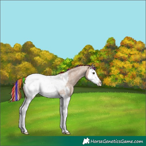 Horse Color:Painted Red Dun Roan Splash Appaloosa