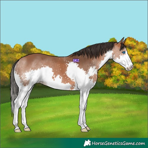 Horse Color:Bay Splash