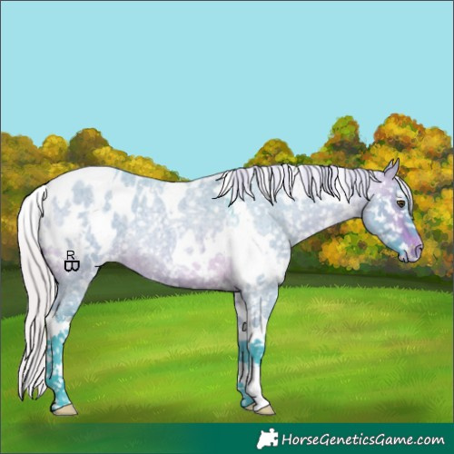 Horse Color:Watercolor White Spotted Silver Brown Roan Dun Appaloosa