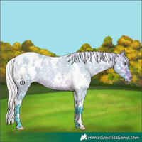 Horse Color:Watercolor White Spotted Silver Brown Roan Dun Appaloosa 
