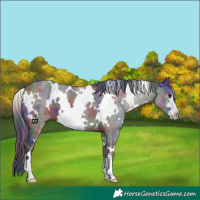 Horse Color:Nacre White Spotted Grullo