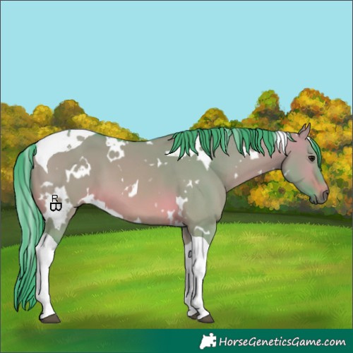 Horse Color:Watercolor White Spotted Brown Dun Tobiano