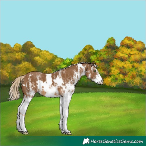 Horse Color:White Spotted Chocolate Palomino