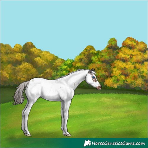 Horse Color:White Spotted Liver Chestnut Tobiano Frame