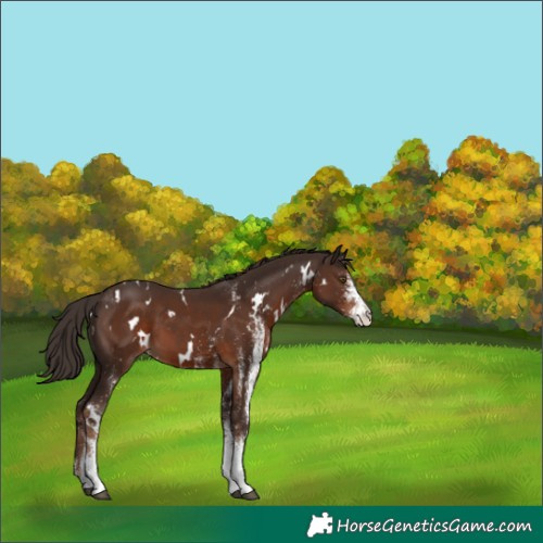 Horse Color:White Spotted Liver Chestnut