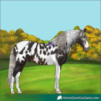 Horse Color:Gray Silver Bay Tobiano Appaloosa