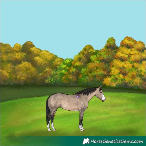 Horse Color:Brown Dun