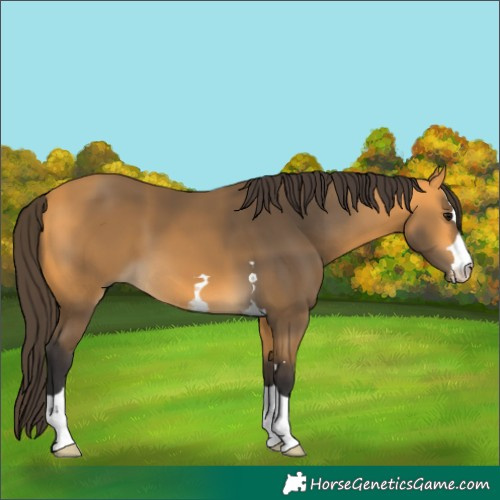 Horse Color:Buckskin 