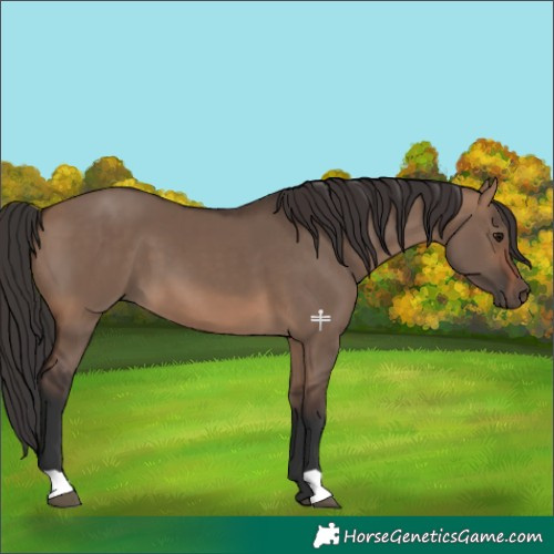 Horse Color:Brown Dun 