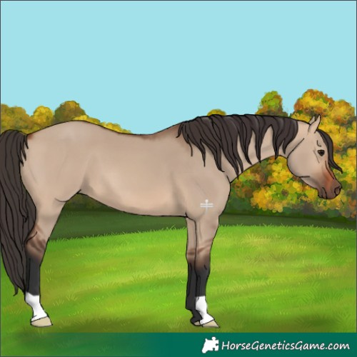 Horse Color:Bay Dun 
