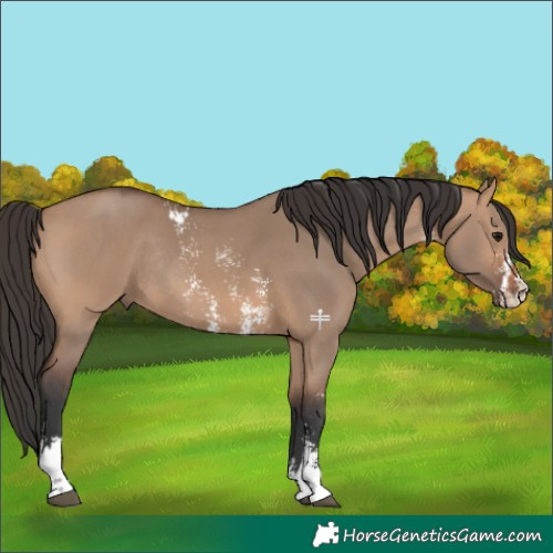 Horse Color:Bay Dun Sabino Rabicano 