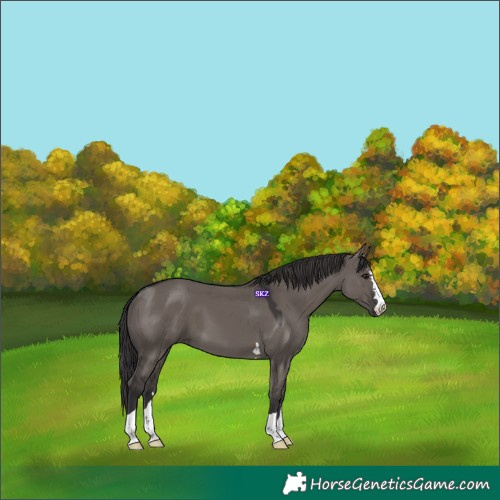 Horse Color:Smoky Grullo 