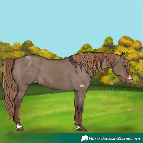 Horse Color:Liver Red Dun Appaloosa 