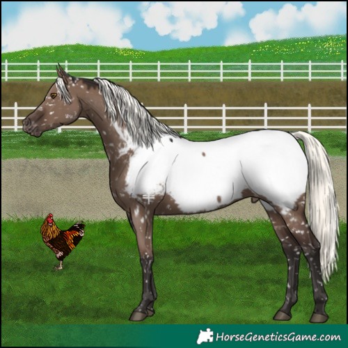Horse Color:Liver Red Dun Mushroom Appaloosa 