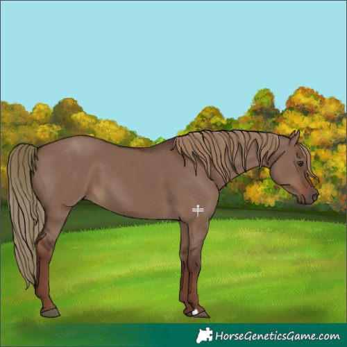 Horse Color:Liver Red Dun 