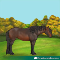 Horse Color:Brown 