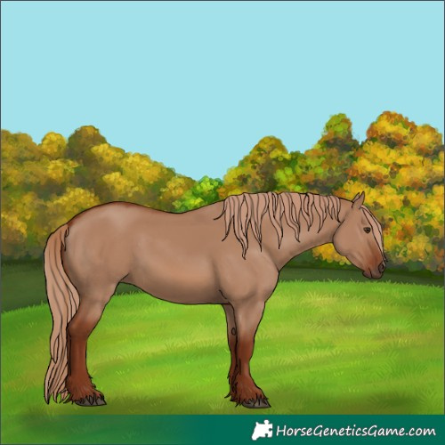 Horse Color:Red Dun