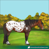 Horse Color:Bay Appaloosa 