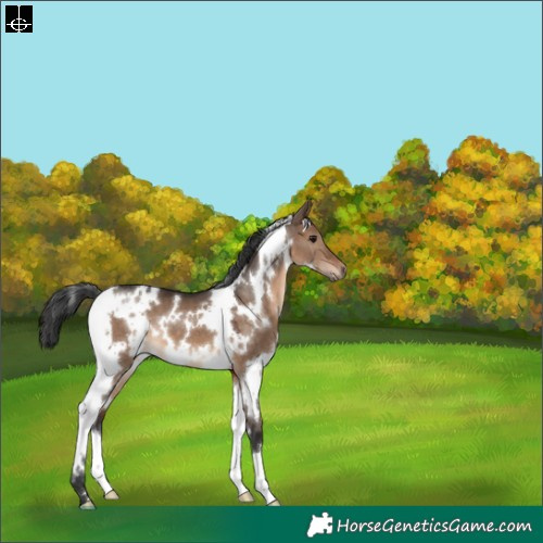 Horse Color:White Spotted Brown Dun 