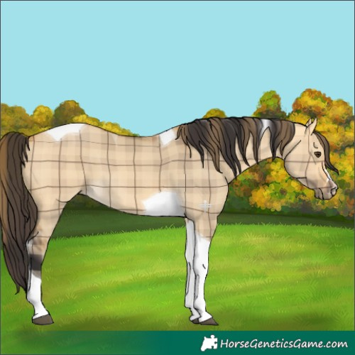 Horse Color:Plaid  Buckskin Dun Tobiano 