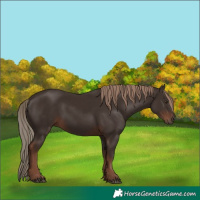 Horse Color:White Spotted Liver Chestnut
