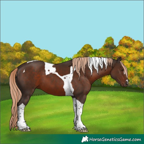 Horse Color:Liver Chestnut Tobiano 