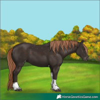 Horse Color:Liver Chestnut Tobiano Varnish 