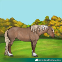 Horse Color:Liver Red Dun Tobiano Rabicano
