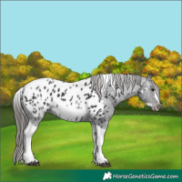 Horse Color:White Spotted Black Splash Tobiano Frame Appaloosa 