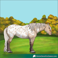 Horse Color:Silver Brown Dun Appaloosa 