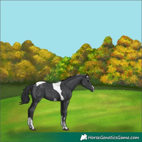 Horse Color:Black Sabino Tobiano