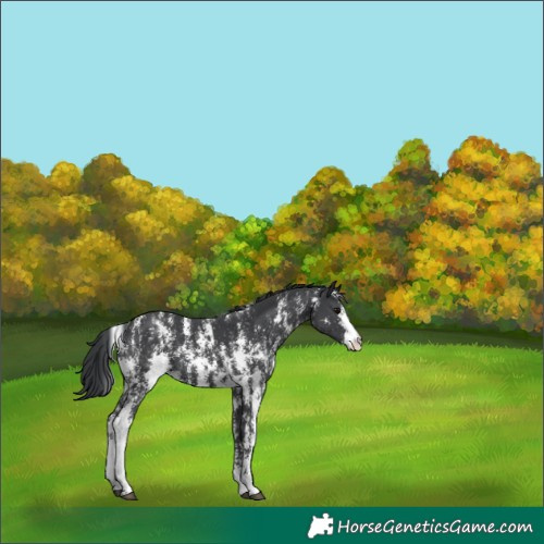 Horse Color:Black Sabino 
