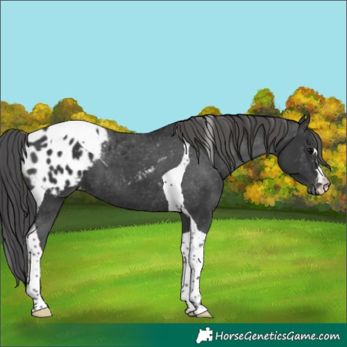 Horse Color:Black Tobiano Appaloosa 