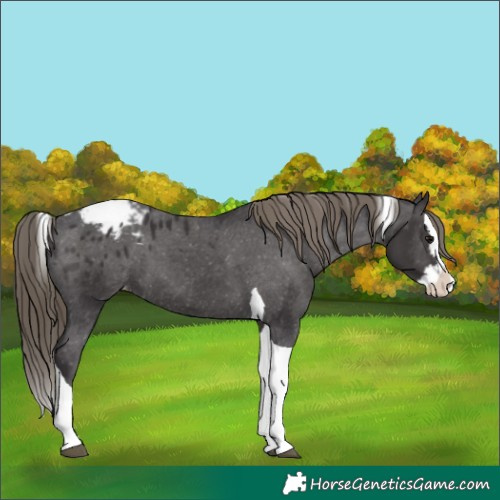 Horse Color:Smoky Black Splash Tobiano Appaloosa