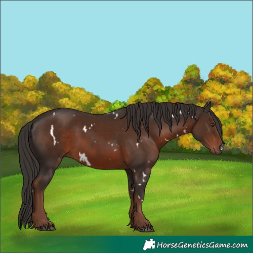 Horse Color:White Spotted Liver Chestnut 