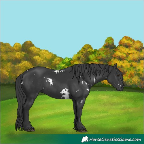 Horse Color:White Spotted Black 