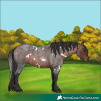 Horse Color:White Spotted Brown Roan