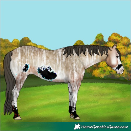 Horse Color:Bay Ice Onyx Frame Rabicano