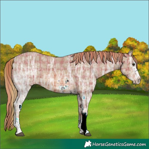 Horse Color:Plaid Chestnut Ice Sabino