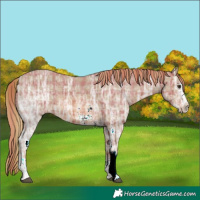 Horse Color:Plaid  Chestnut Ice Sabino 