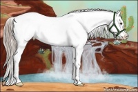 Horse Color:Chocolate Palomino Roan Splash Appaloosa