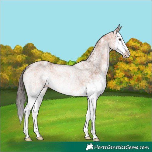 Horse Color:White Spotted Bay Splash 