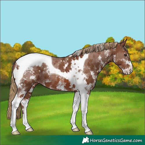 Horse Color:Chestnut Sabino Tobiano Appaloosa 