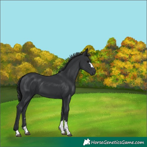 Horse Color:Black 