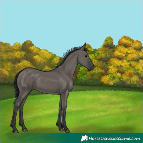 Horse Color:Grullo