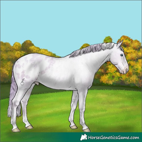 Horse Color:Watercolor White Spotted Buckskin Ice Roan Pearl Appaloosa 