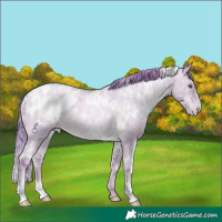 Horse Color:Watercolor White Spotted Buckskin Ice Roan Pearl Appaloosa